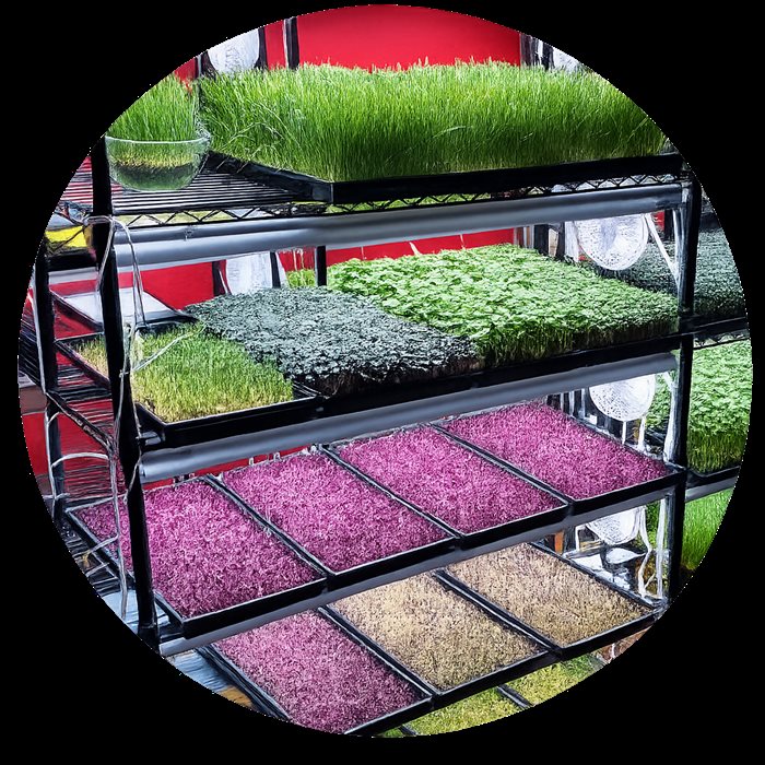 Fresh organic microgreens growing on our farm racks